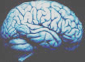 imagen de un cerebro humano