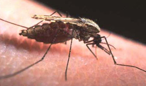Mosquito anopheles extrayendo sangre