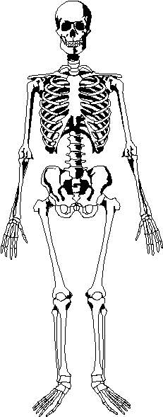 Dibujo de un esqueleto humano